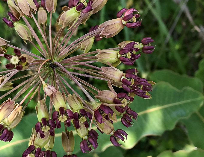 image of Asclepias amplexicaulis, Wavyleaf Milkweed, Clasping Milkweed, Sand Milkweed, Blunt-leaved Milkweed