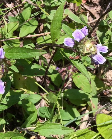 image of Prunella vulgaris var. lanceolata, American Heal-all, American Self-heal, Lance Selfheal