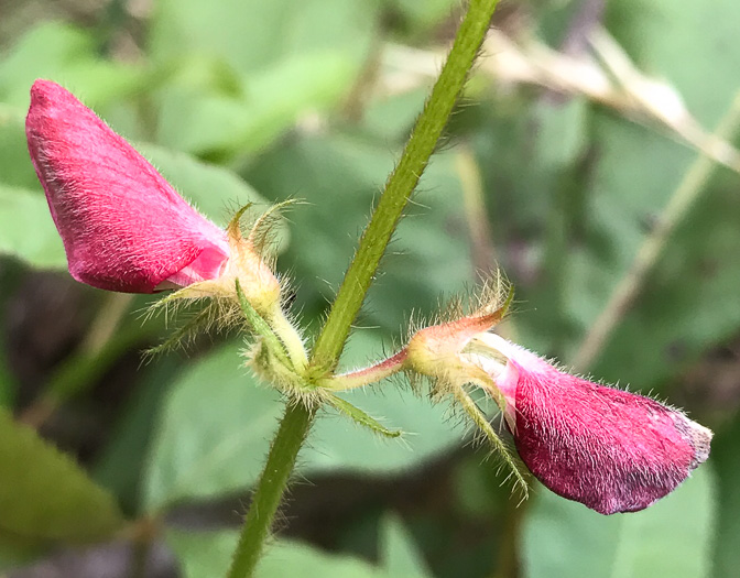 image of Tephrosia spicata, Spiked Hoary-pea, Brown-hair Tephrosia, Tawny Goat's Rue