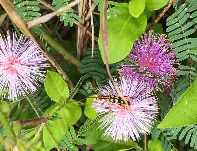 image of Mimosa microphylla, Littleleaf Sensitive-briar, Eastern Sensitive-briar