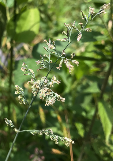 panicle