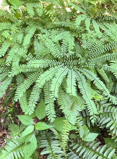 Adiantum pedatum