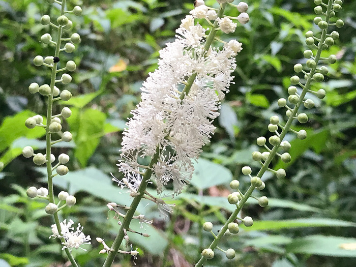 Actaea racemosa, Common Black Cohosh, Early Black Cohosh, Black Snakeroot, black bugbane