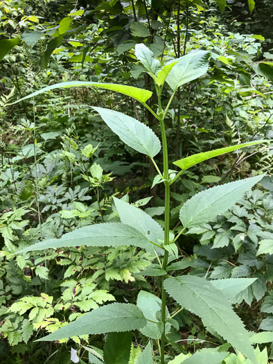 image of Scrophularia marilandica, Eastern Figwort, Carpenter's Square, Late Figwort