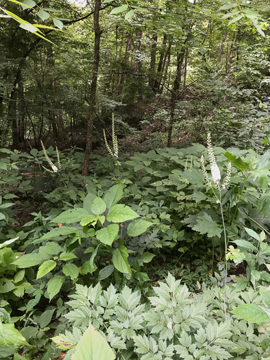 Actaea racemosa, Common Black Cohosh, Early Black Cohosh, Black Snakeroot, black bugbane