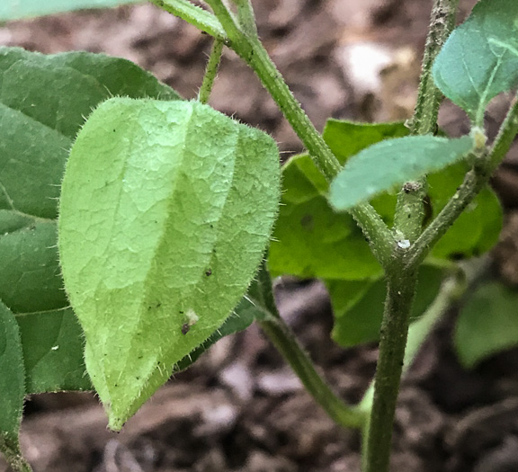 image of Physalis virginiana, Virginia Ground-cherry