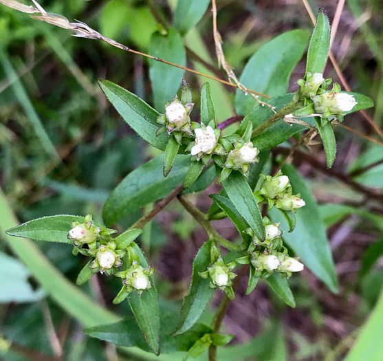 image of Sericocarpus caespitosus, Toothed Whitetop Aster