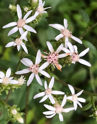 image of Sericocarpus caespitosus, Toothed Whitetop Aster