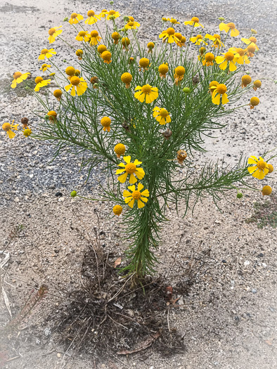 image of Helenium amarum, Bitterweed, Yellow Sneezeweed, Bitter Sneezeweed