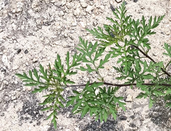 Ambrosia artemisiifolia, Annual Ragweed, Common Ragweed, Hogweed