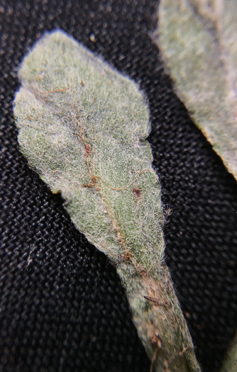 image of Gamochaeta calviceps, Narrowleaf Cudweed, Narrowleaf Purple Everlasting