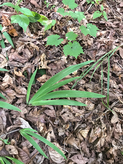 image of Iris cristata, Dwarf Crested Iris