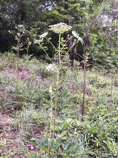 image of Angelica venenosa, Hairy Angelica, Downy Angelica, Deadly Angelica, Woodland Angelica