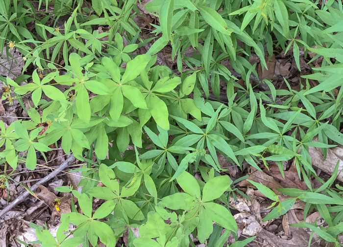 image of Coreopsis major var. rigida, Whorled Coreopsis, Stiffleaf Coreopsis, Greater Tickseed, Whorled Tickseed