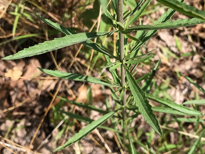 image of Eupatorium torreyanum, Torrey's Thoroughwort, Torrey's Eupatorium