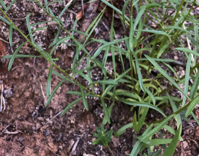 image of Sericocarpus linifolius, Narrowleaf Whitetop Aster, Slender Whitetop Aster