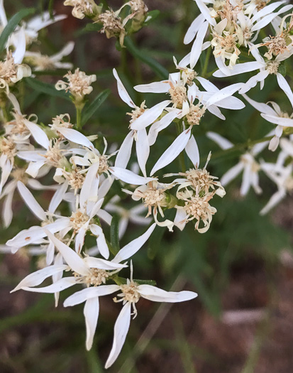 involucral bracts