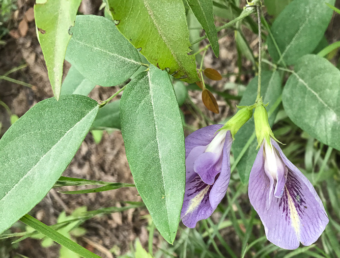 Clitoria mariana var. mariana, Butterfly-pea