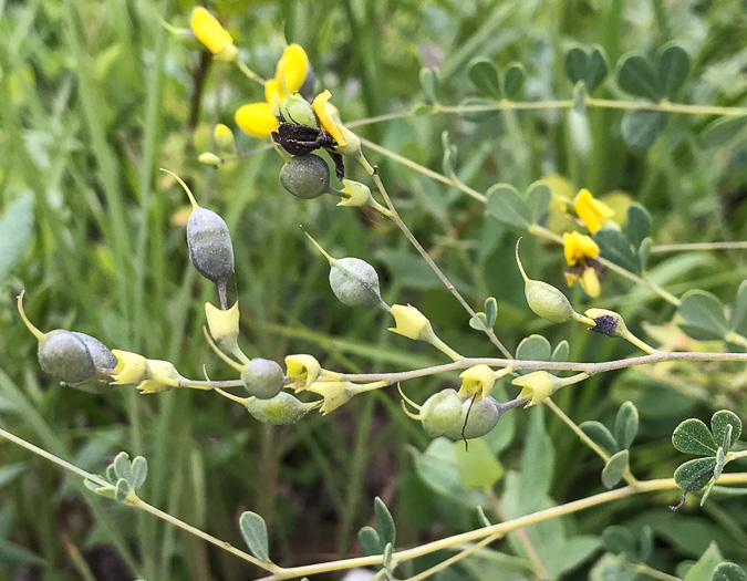 image of Baptisia tinctoria, Horsefly Weed, Yellow Wild Indigo, Yellow False-indigo, Rattleweed