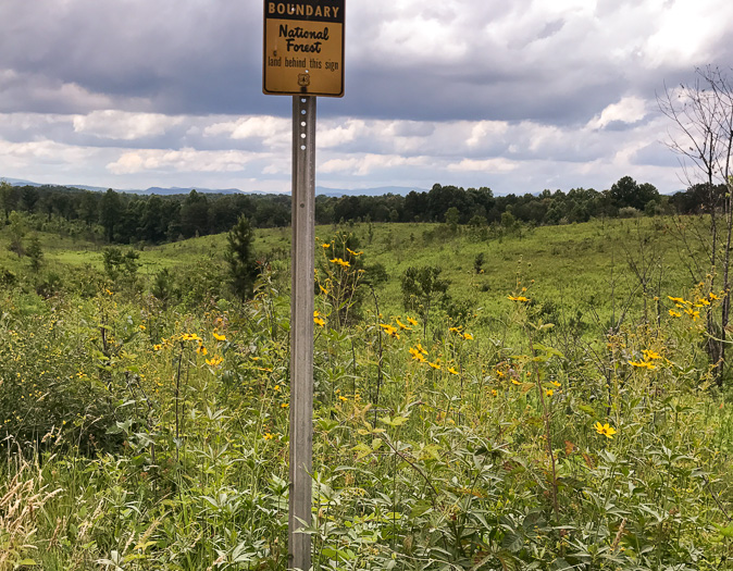 image of Coreopsis major var. rigida, Whorled Coreopsis, Stiffleaf Coreopsis, Greater Tickseed, Whorled Tickseed