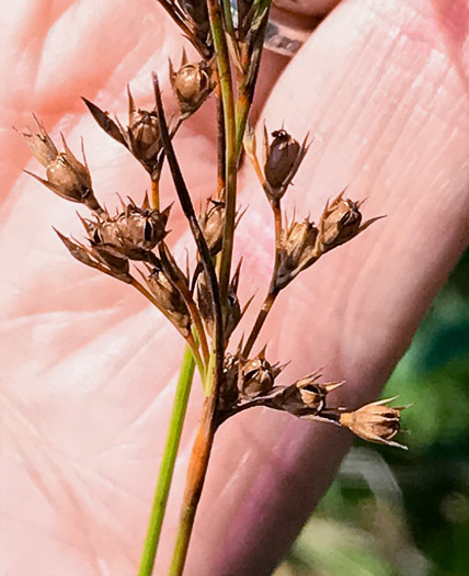 image of Juncus dichotomus, Forked Rush