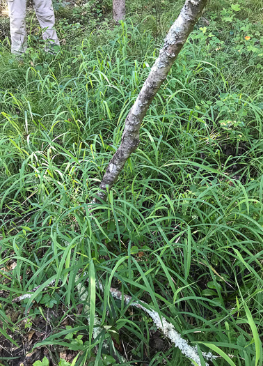 image of Leersia oryzoides, Rice Cutgrass