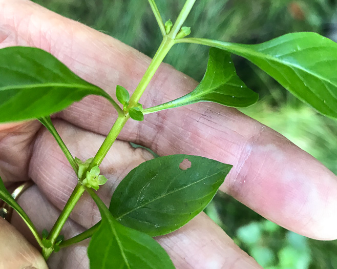 image of Ludwigia palustris, Common Water-purslane, Marsh Purslane, Marsh Seedbox