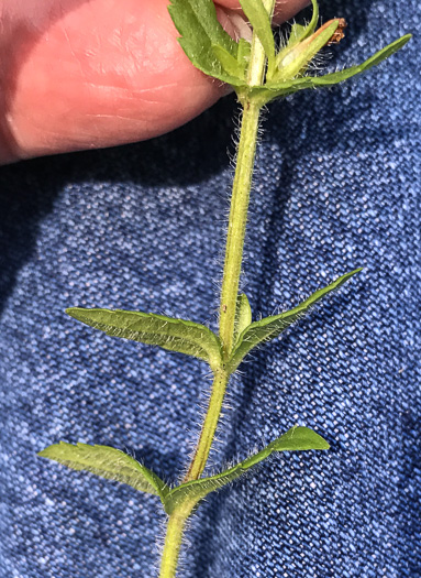 image of Sophronanthe pilosa, Shaggy Hedge-hyssop, Pilose Hedge-hyssop