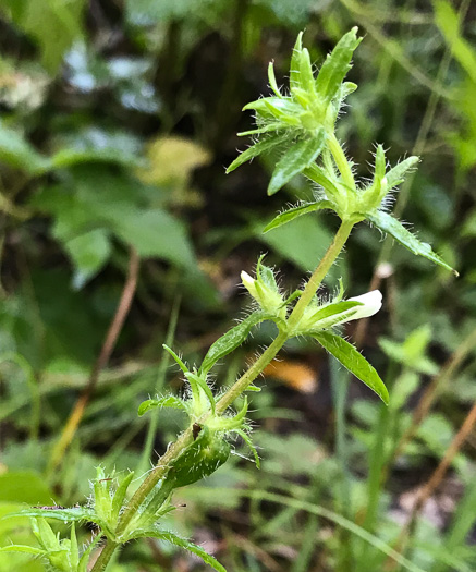 image of Sophronanthe pilosa, Shaggy Hedge-hyssop, Pilose Hedge-hyssop