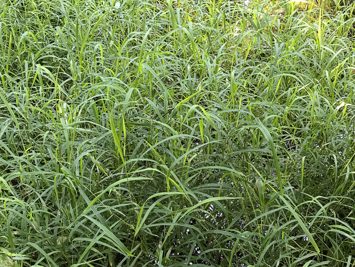 image of Leersia oryzoides, Rice Cutgrass