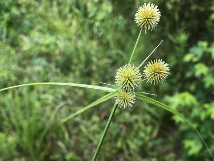 image of Cyperus echinatus, Roundhead Flatsedge, Globe Flatsedge