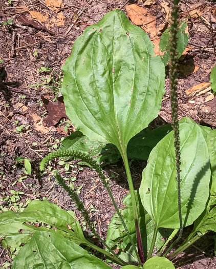 image of Plantago rugelii, American Plantain, Broad-leaved Plantain, Blackseed Plantain, Rugel’s Plantain