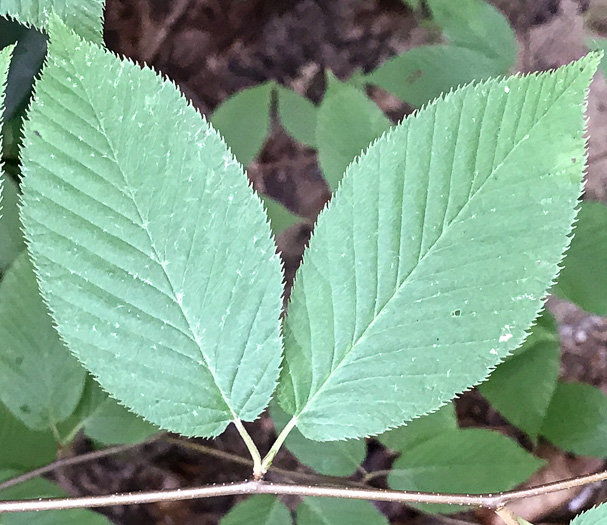 image of Betula lenta var. lenta, Sweet Birch, Cherry Birch, Black Birch, "Mahogany"