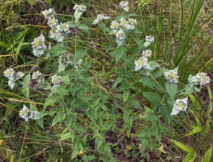 image of Pycnanthemum muticum var. 1, Short-toothed Mountain-mint, Downy Mountain-mint, Clustered Mountain-mint