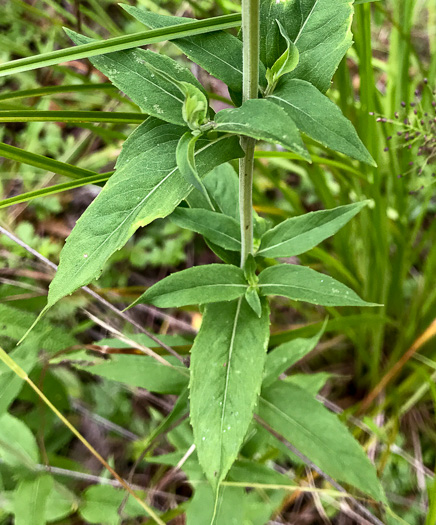 image of Pycnanthemum muticum var. 1, Short-toothed Mountain-mint, Downy Mountain-mint, Clustered Mountain-mint