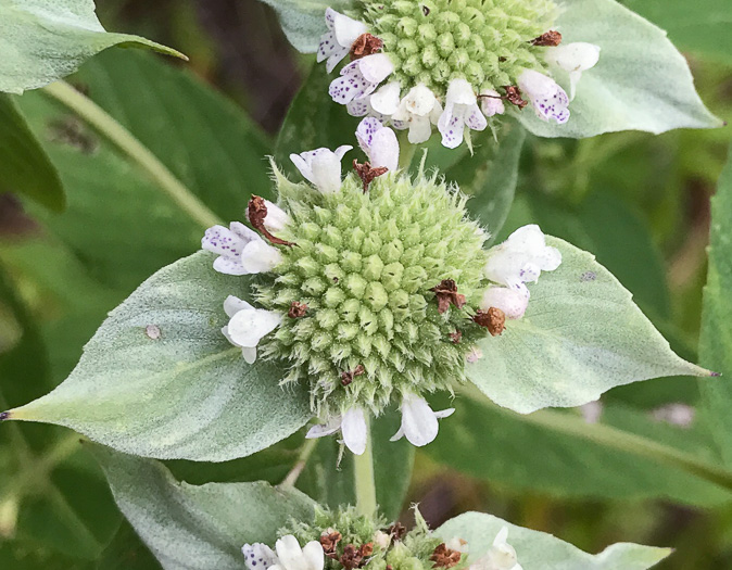 image of Pycnanthemum muticum var. 1, Short-toothed Mountain-mint, Downy Mountain-mint, Clustered Mountain-mint