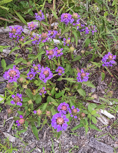 image of Prunella vulgaris var. vulgaris, Eurasian Self-heal, Eurasian Heal-all