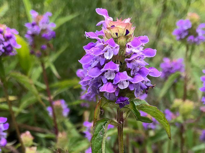 image of Prunella vulgaris var. vulgaris, Eurasian Self-heal, Eurasian Heal-all