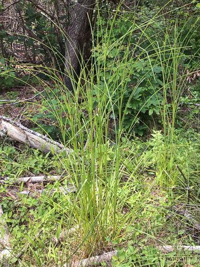 image of Scirpus expansus, Woodland Bulrush