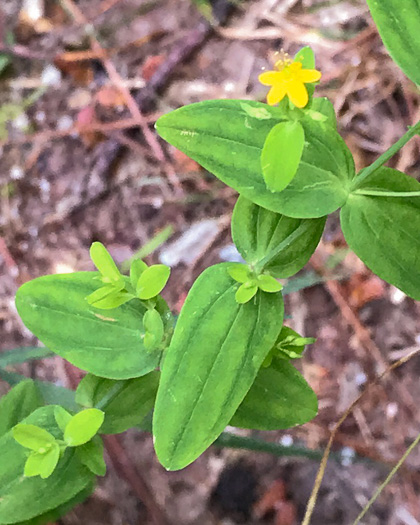 image of Hypericum mutilum var. mutilum, Common Dwarf St. Johnswort