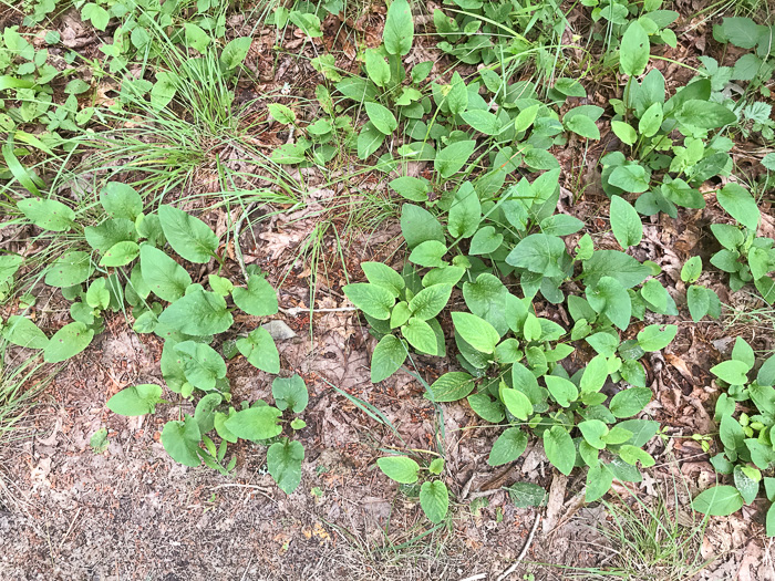 image of Viola primulifolia, Primrose-leaf Violet