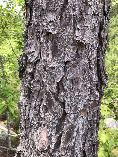 image of Pinus rigida, Pitch Pine