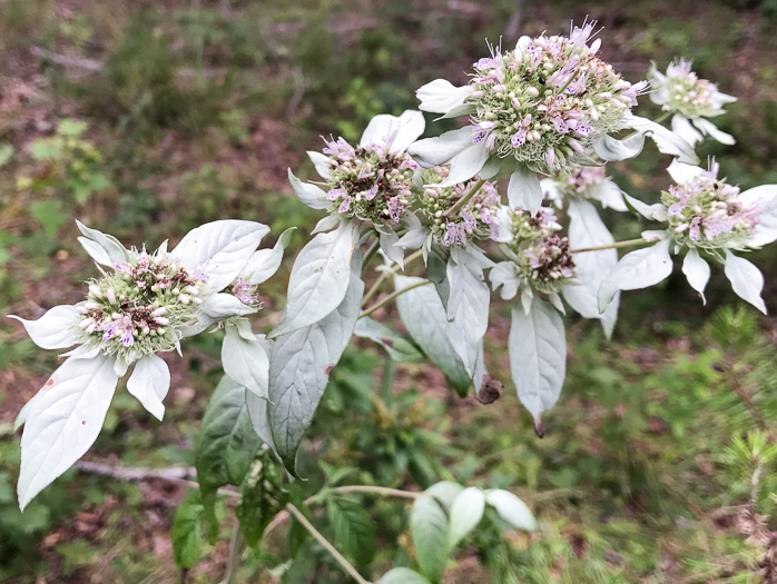 image of Pycnanthemum loomisii, Loomis's Mountain-mint