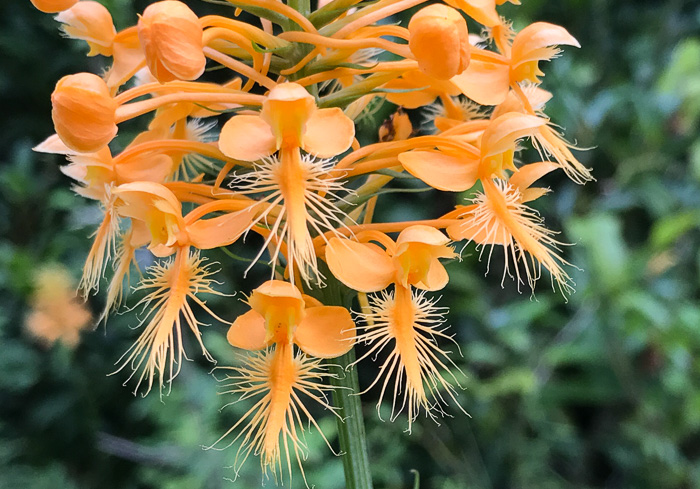 image of Platanthera ciliaris, Yellow Fringed Orchid