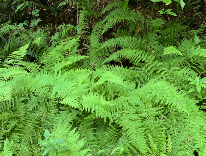 image of Sitobolium punctilobulum, Hay-scented Fern, Pasture Fern, Boulder Fern