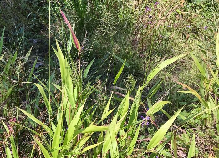 image of Dichanthelium polyanthes, Many-flowered Witchgrass, Small-fruited Witchgrass, Roundseed Witchgrass