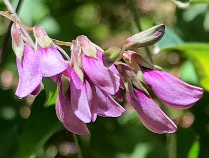 image of Lespedeza bicolor, Bicolor Lespedeza, Bicolor, Shrubby Lespedeza