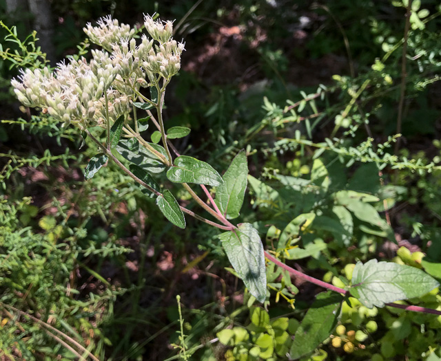 image of Eupatorium pilosum, Rough Boneset, Ragged Eupatorium