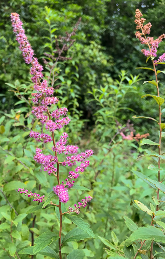 image of Spiraea tomentosa, Hardhack, Steeplebush, Rosy Meadowsweet