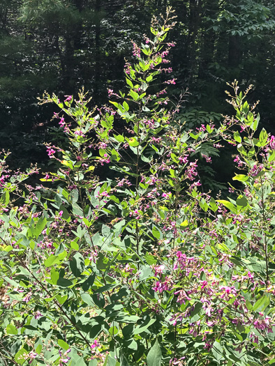 image of Lespedeza bicolor, Bicolor Lespedeza, Bicolor, Shrubby Lespedeza